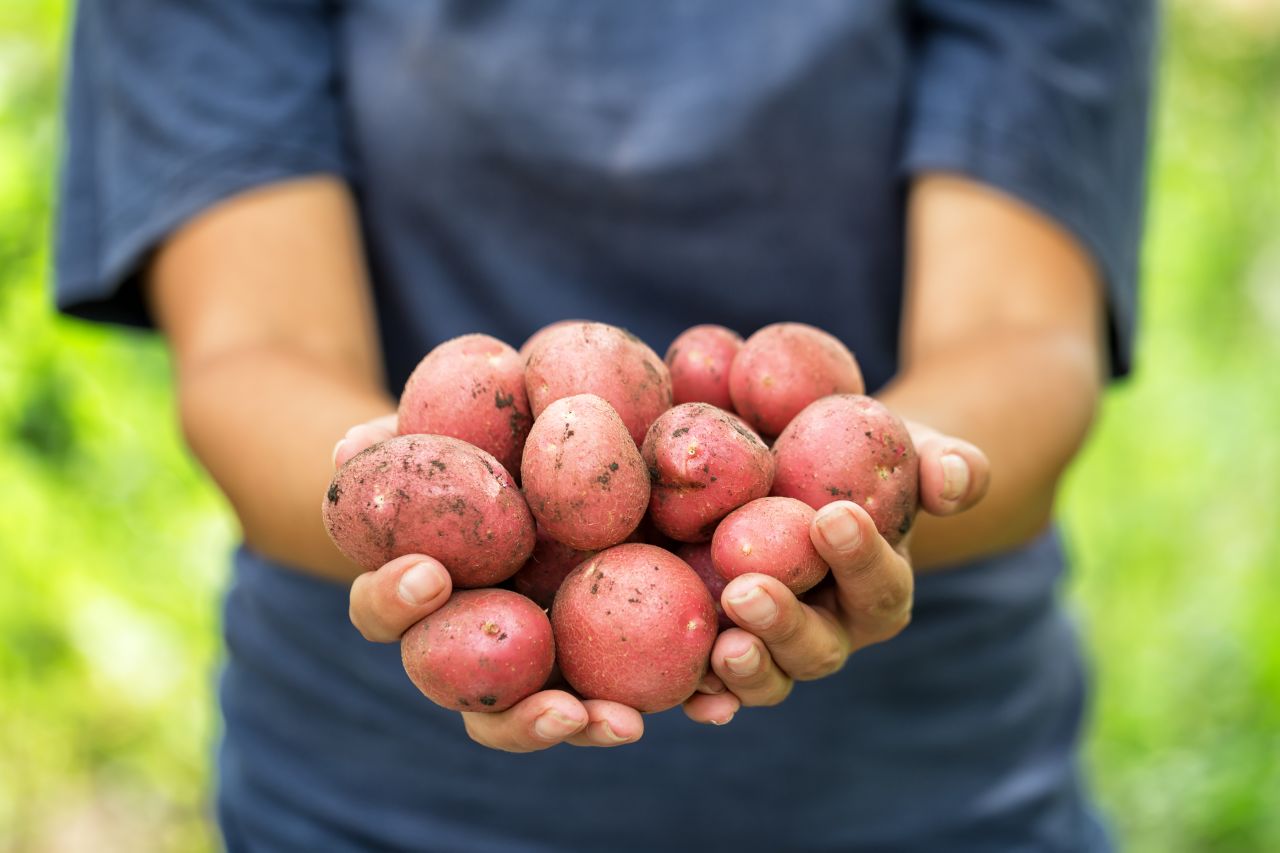 Batata Asterix Batata Da Casca Vermelha Ingrediente Tudo Sobre Ga2 Gourmet A Dois